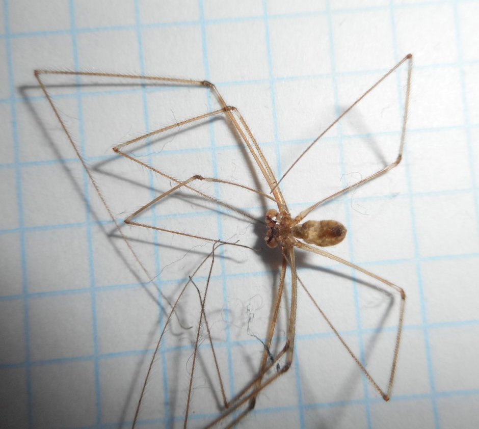 Паук долгоножка Pholcus phalangioides