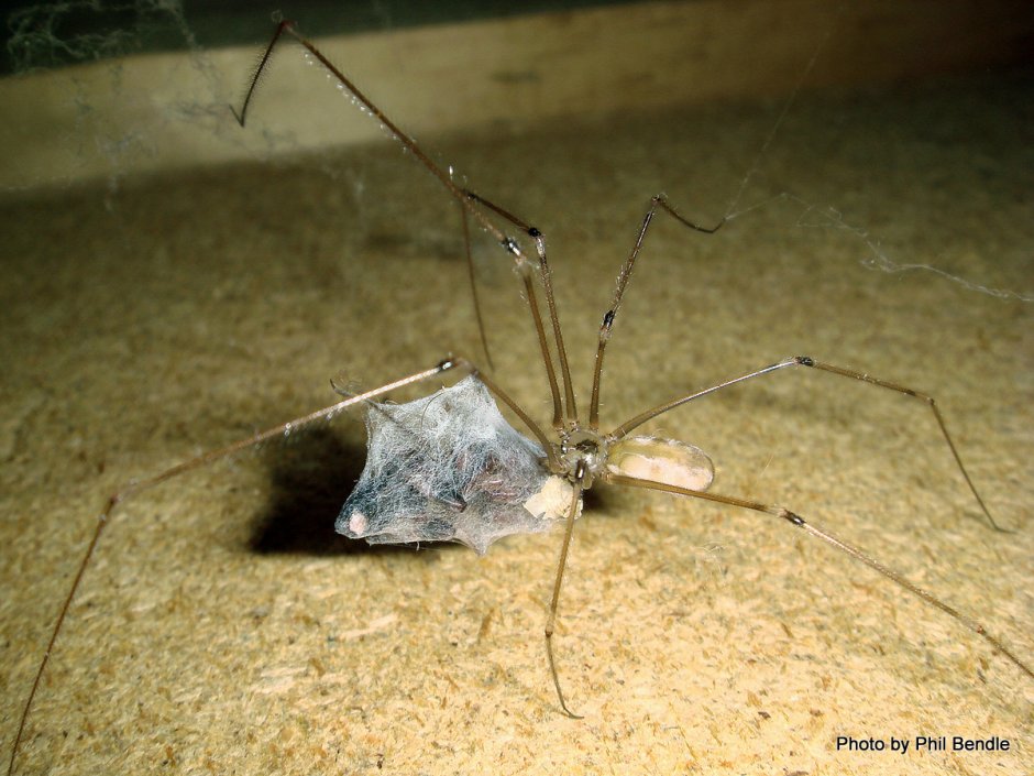 Pholcidae Cellar Spider