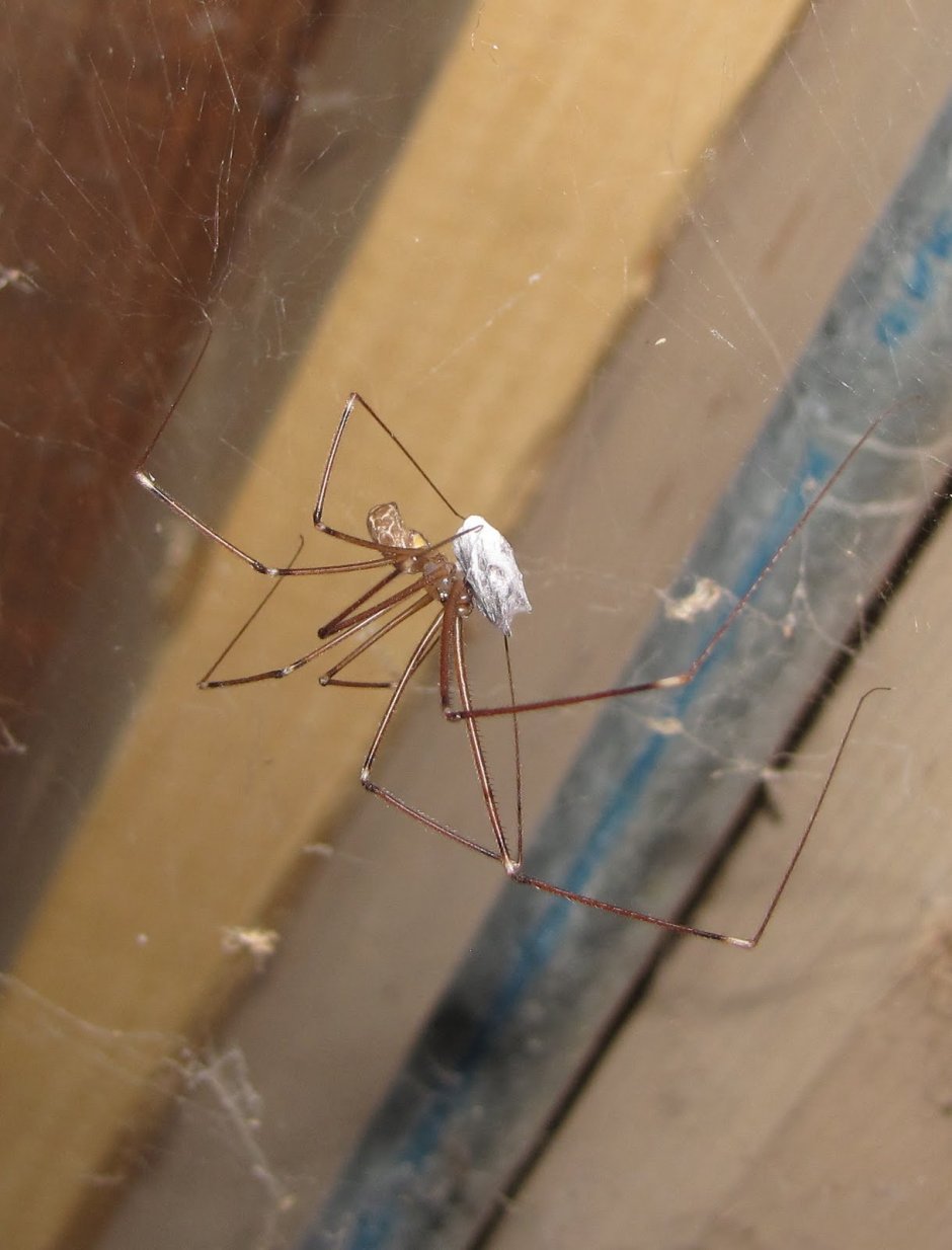 Pholcus phalangioides