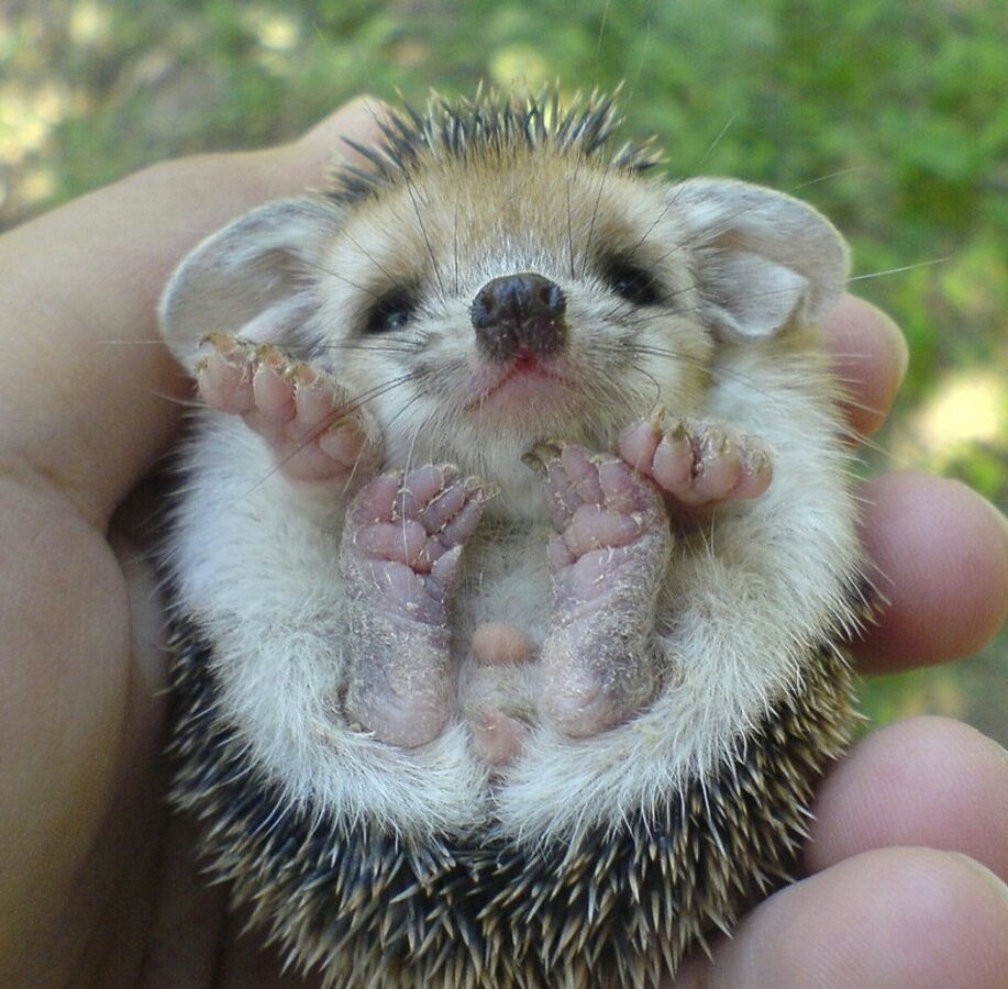 Daily dose of Hedgehog