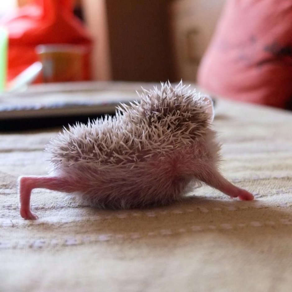 Взъерошенный Ежик