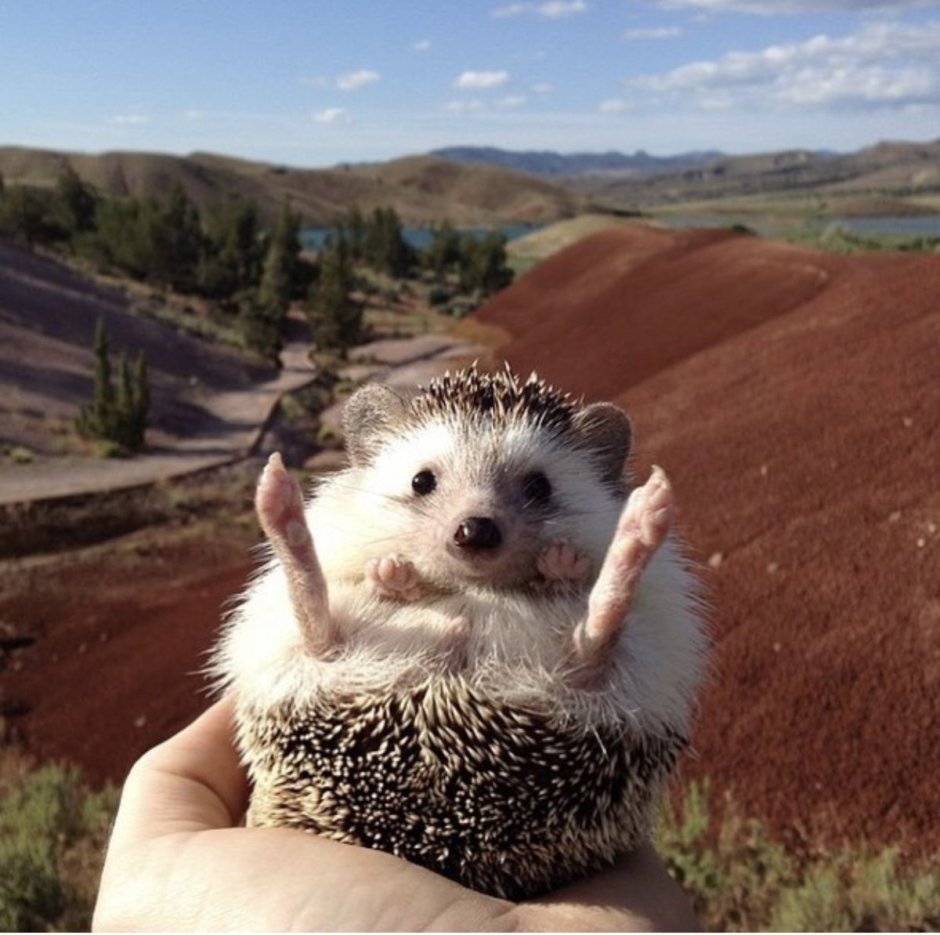 Довольный Ежик