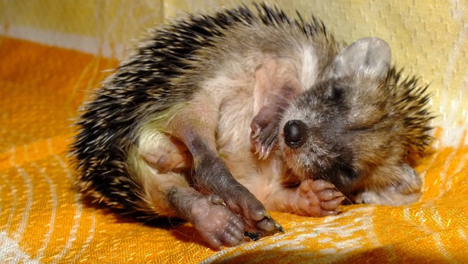 Лапки ежика