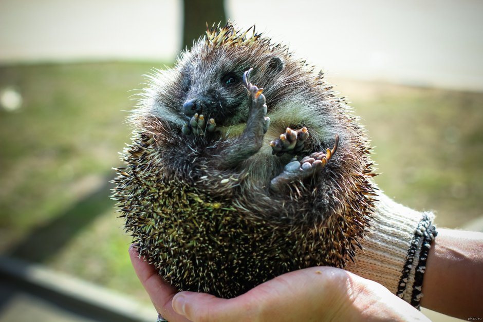 Смущённый ёж