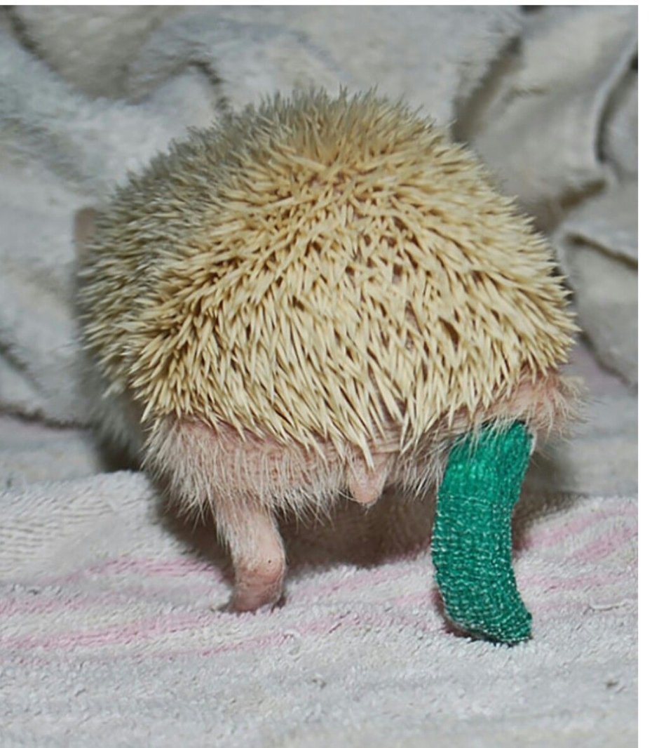 Еж с длинными ногами
