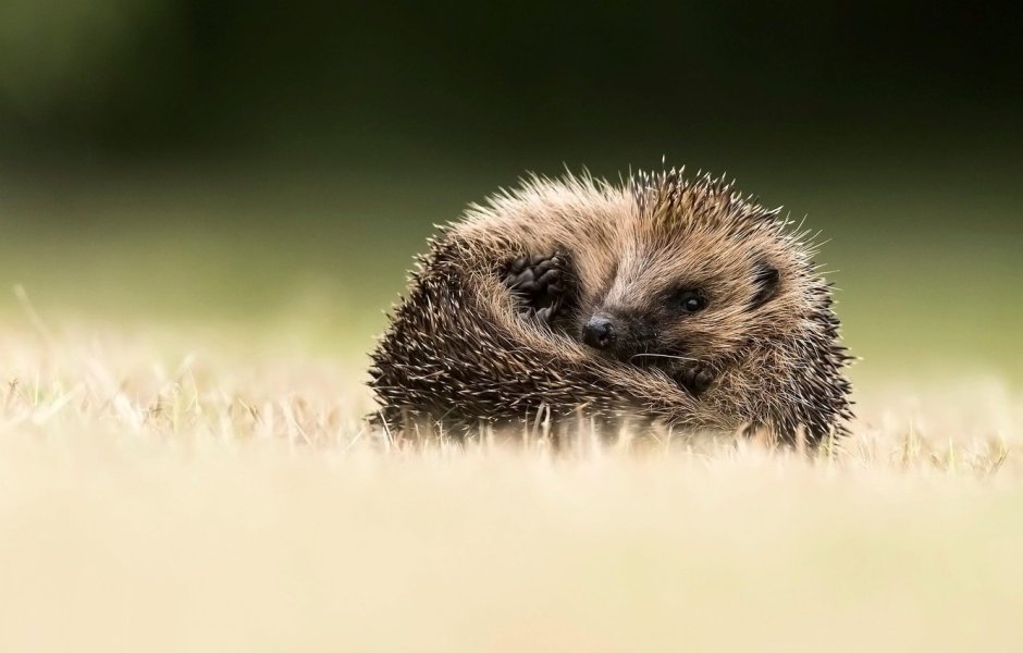 Ежик лежит в направлении