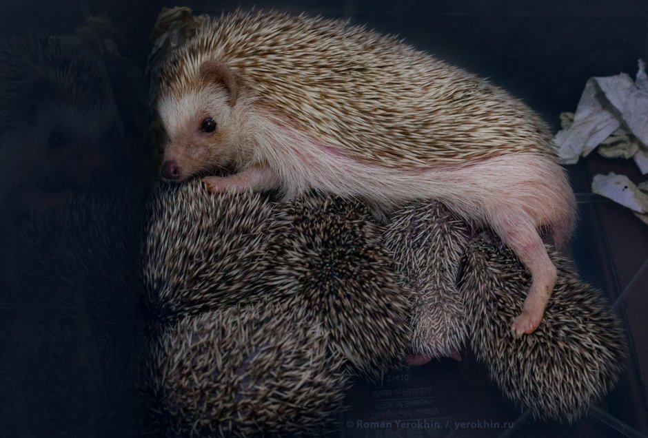 Ежиная семейка