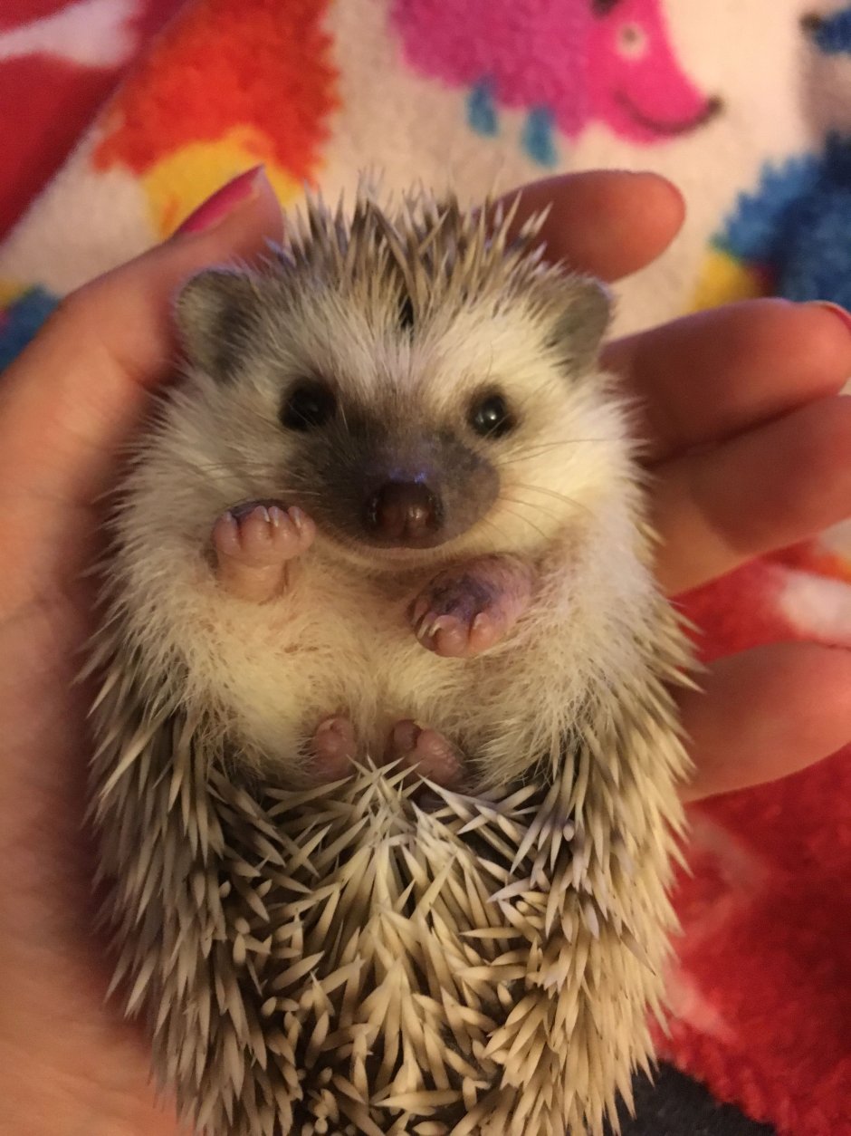 Ежик машет лапкой