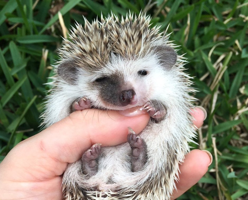 Ежонок - детеныш ежа