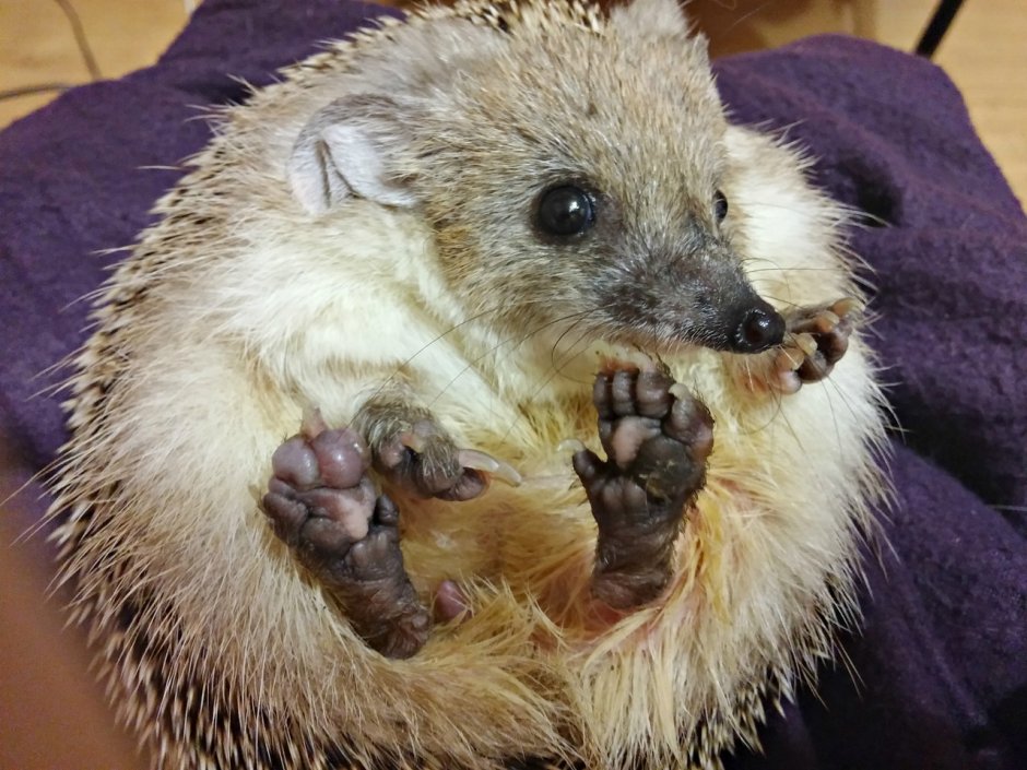 Ножки ежика