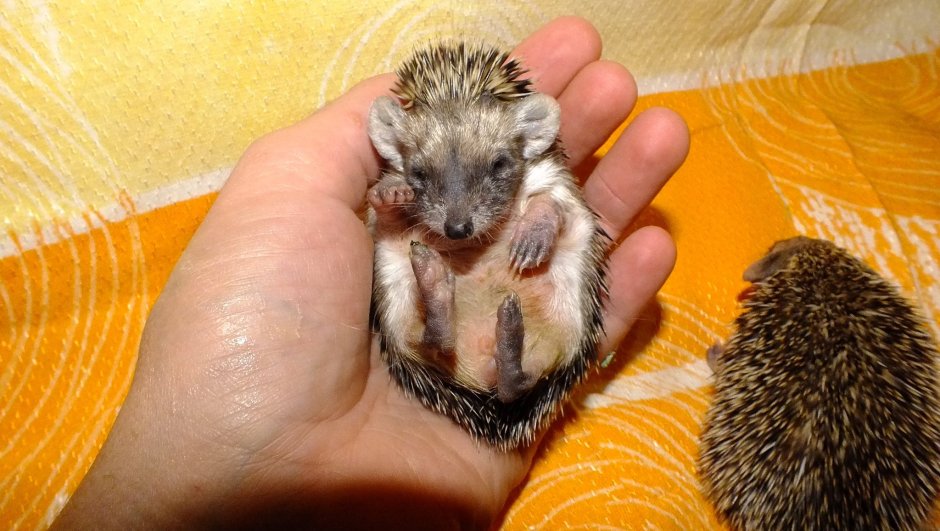 Еж малыш