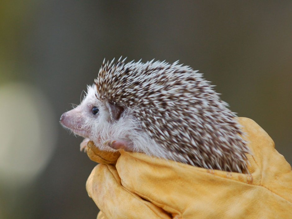 Австралийский Ежик домашний