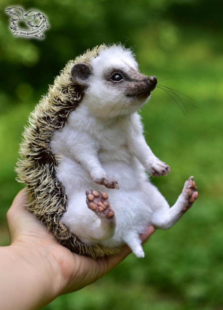 Лапки ежика