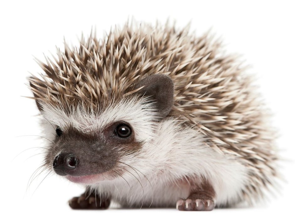 Ежик фото