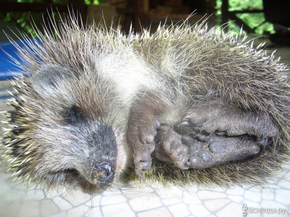 Еж спит