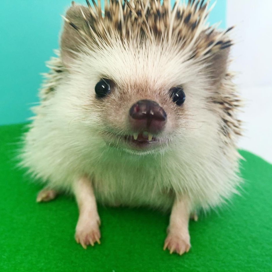 Африканский Ежик зубы