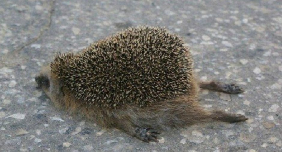 Лежать по направлению к цел