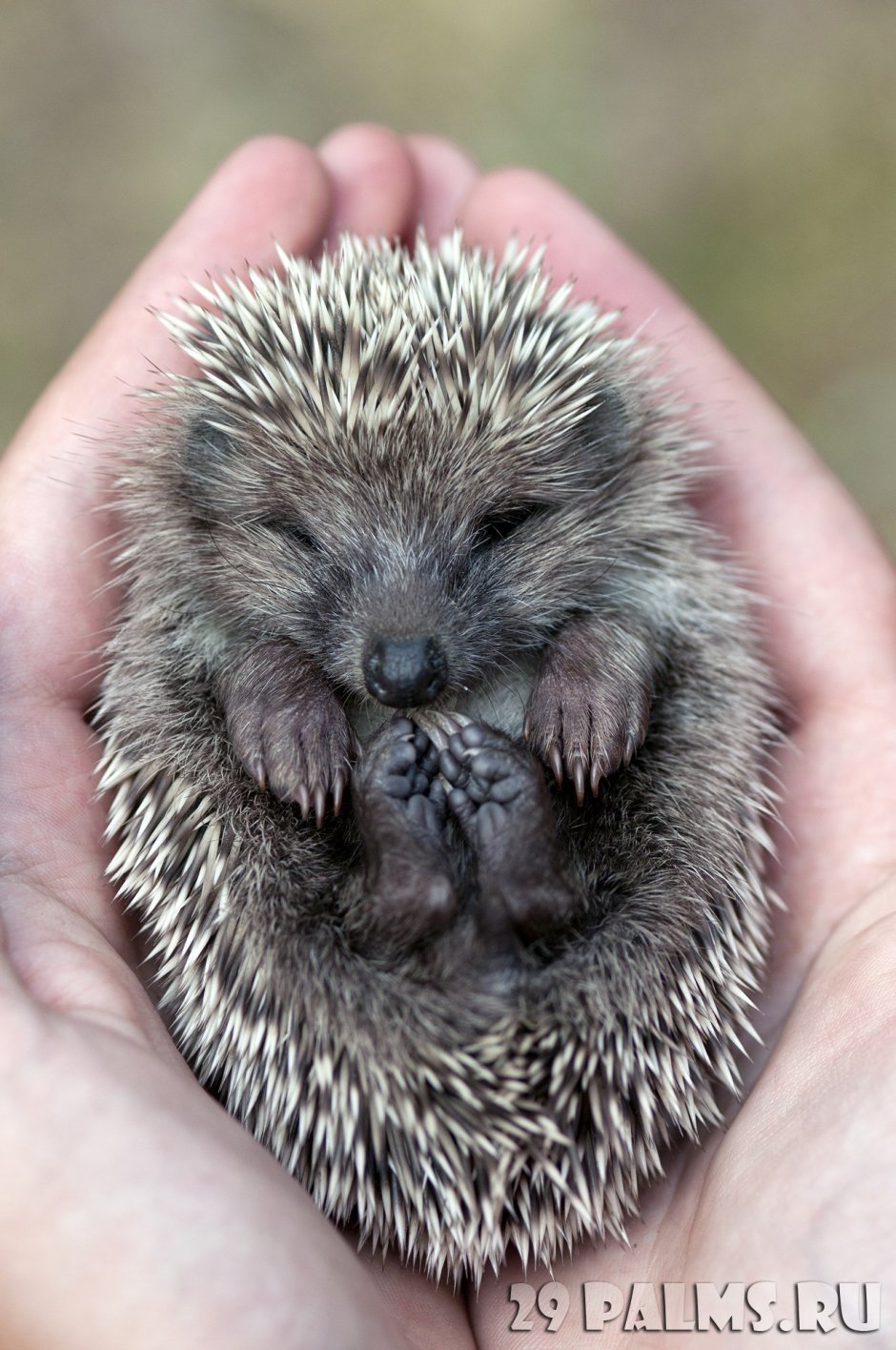 Ежи с мягкими колючками