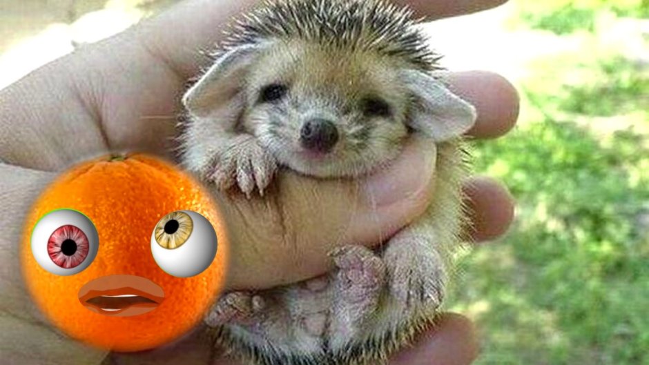 Ушастый ёж Детеныши