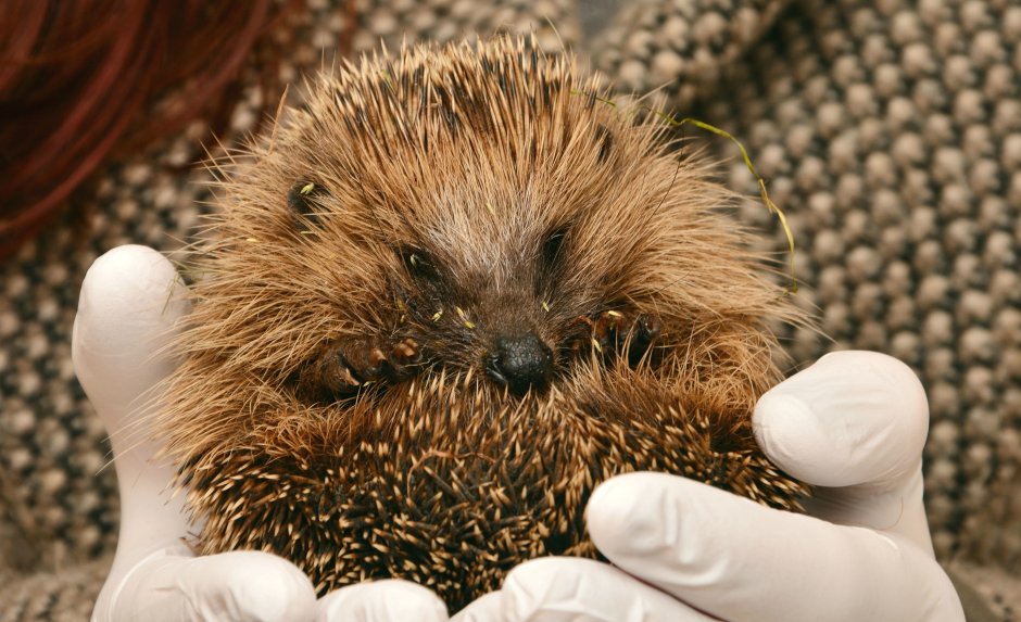 Еж современный