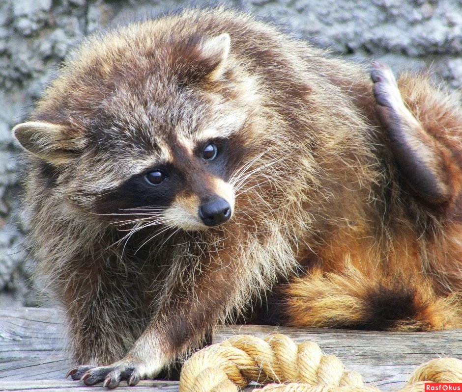 Енот полоскун коричневый