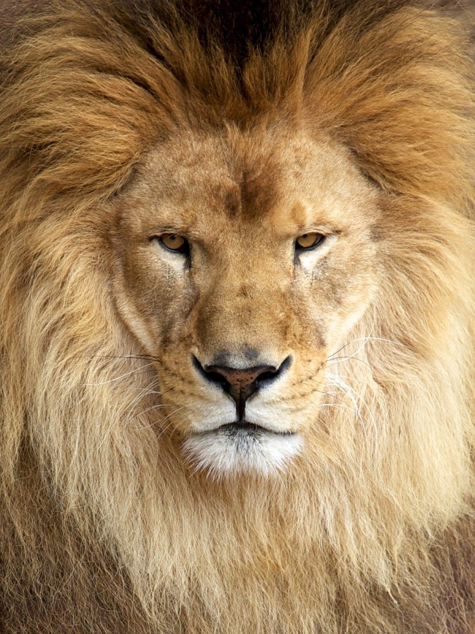 Лев Лео