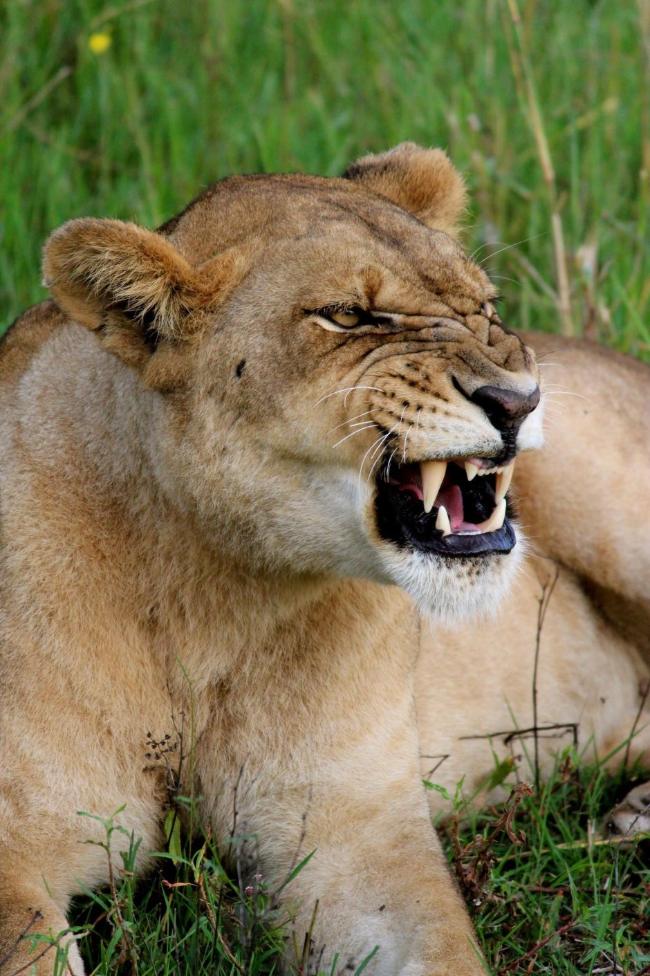 Lioness кадры