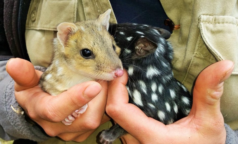 Quoll перевод