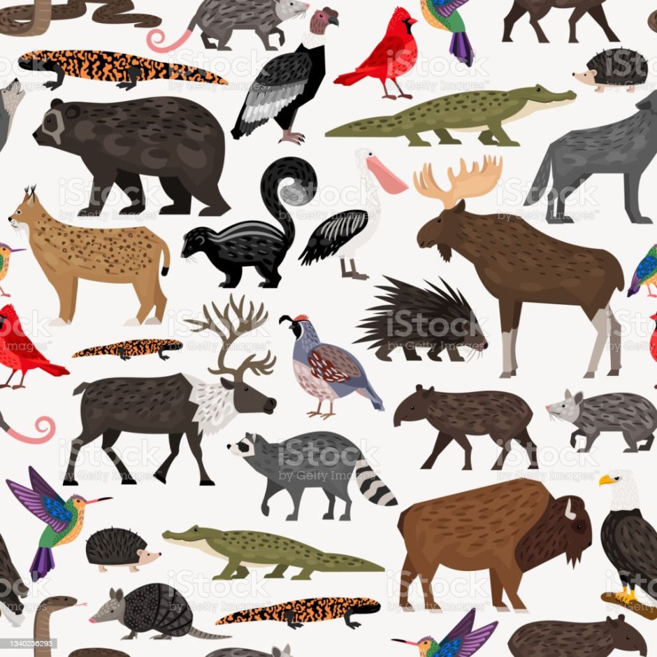 North America animals