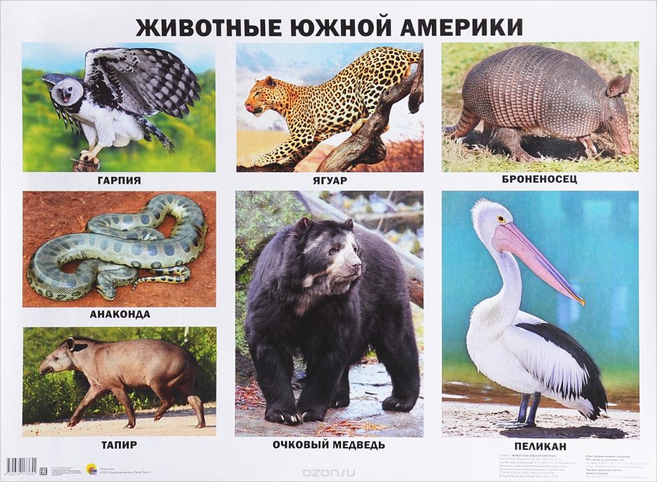 Армадилло броненосец