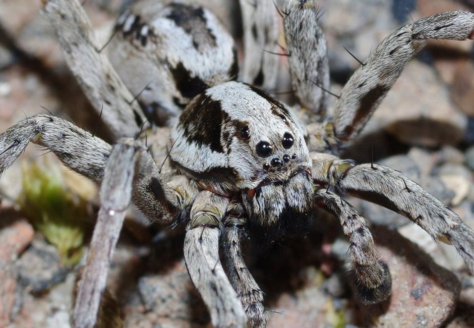 Pisaurina brevipes