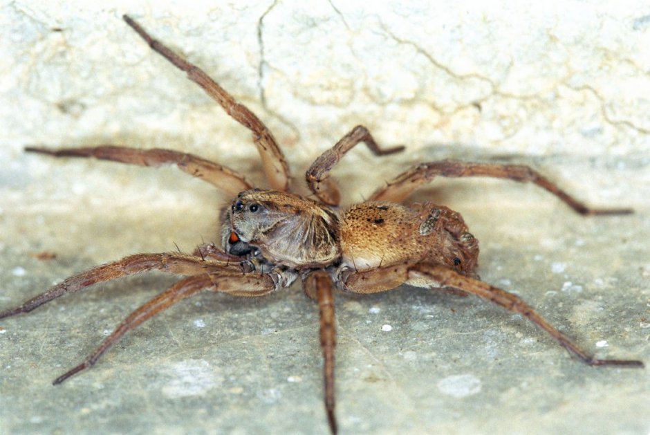 Dolomedes aquaticus паук