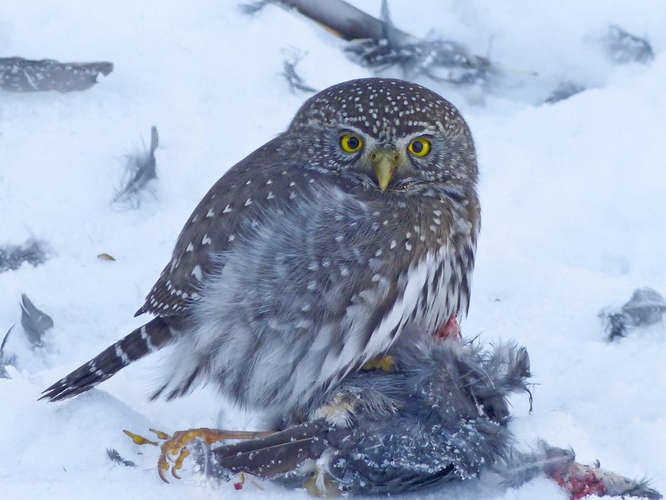 Филин обыкновенный (Bubo Bubo)