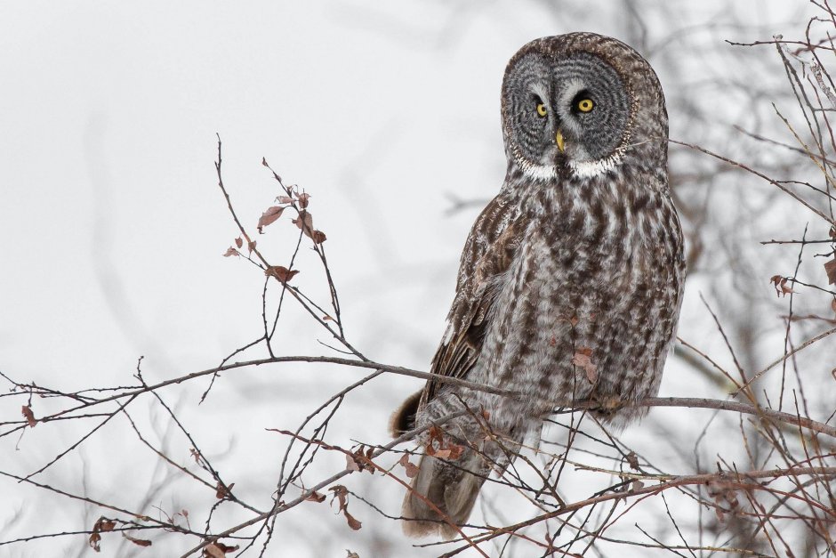 Евразийский Филин (Eurasian Eagle Owl, Bubo Bubo)