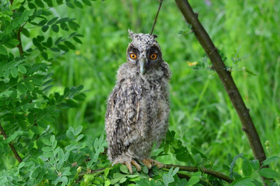 Болотная Сова (ASIO flammeus)
