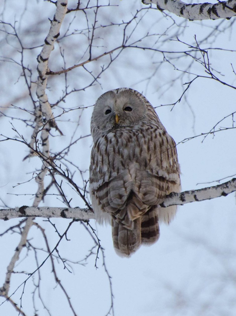 Филин (Bubo Bubo Linnaeus, 1758)