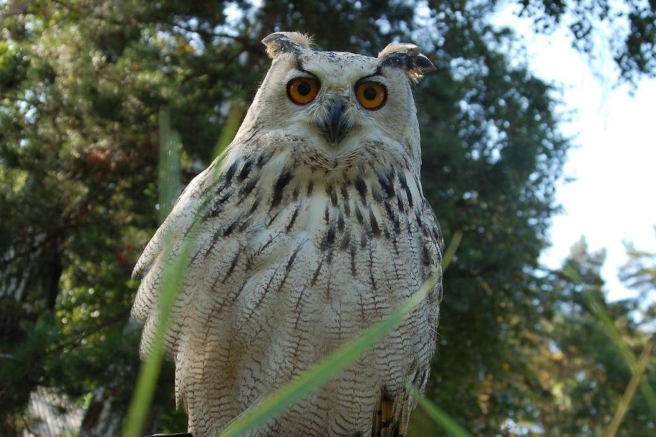 Сова неясыть длиннохвостая (Strix uralensis)