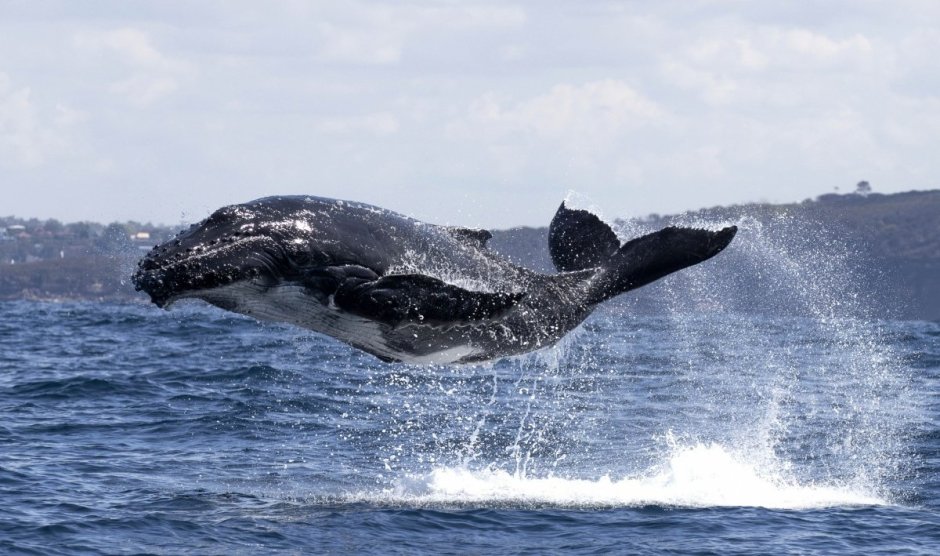 Кит Balaenoptera musculus