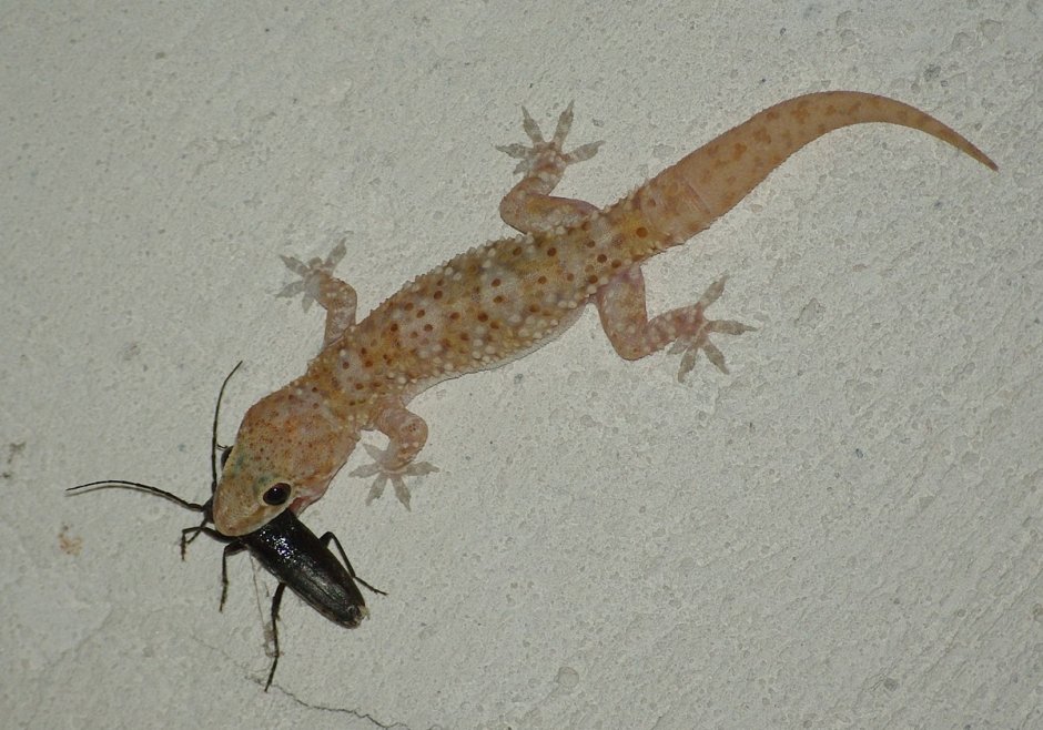 Hemidactylus turcicus