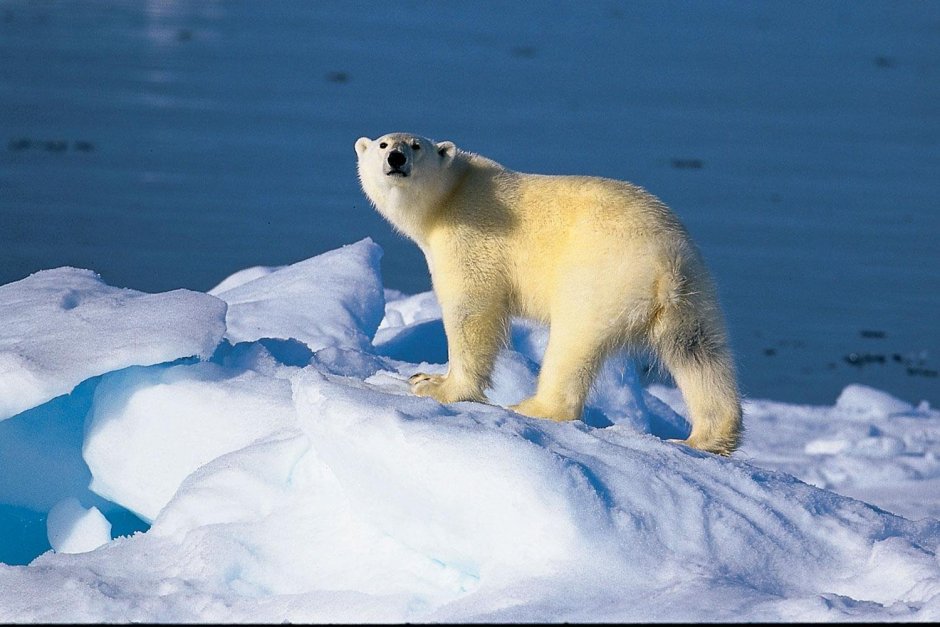 Полар бир (Polar Bear)