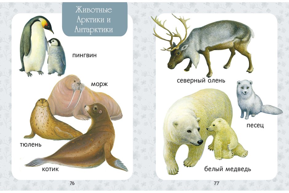 Жители ледяной пустыни