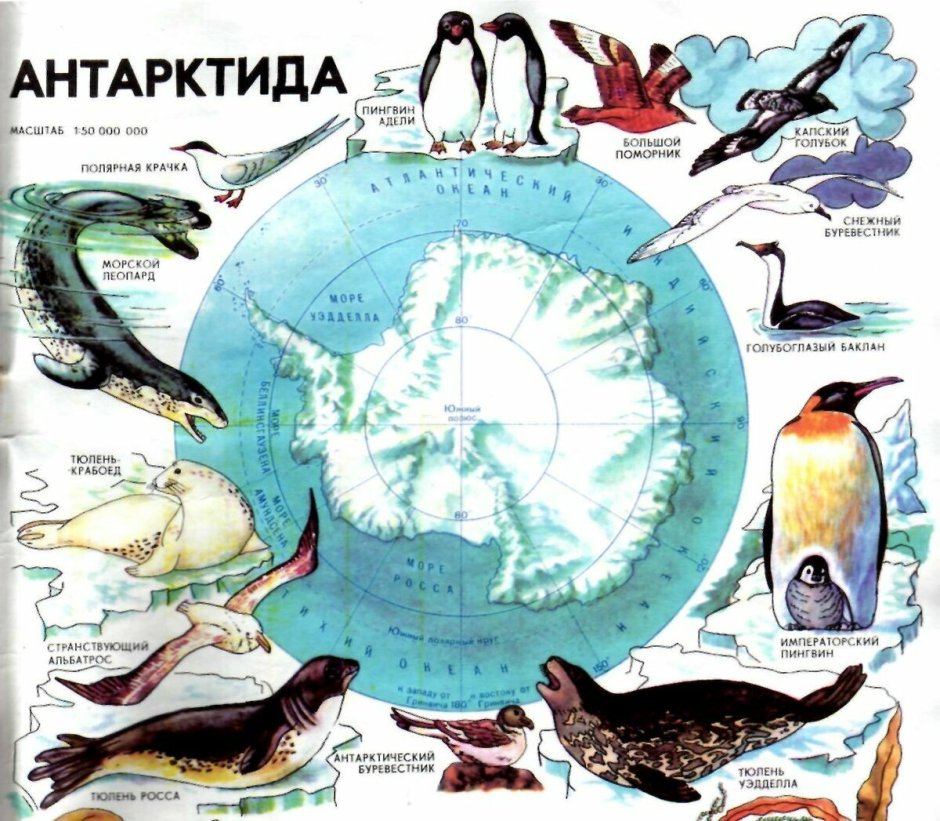 Белый медведь на льдине