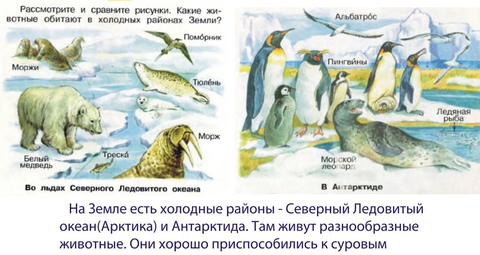 Заставка пингвины