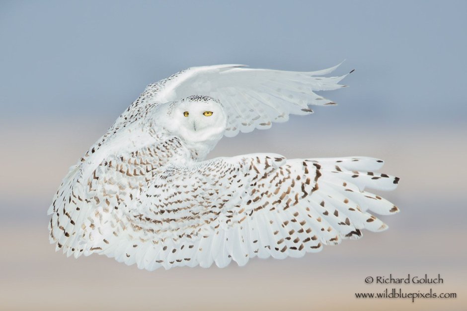 Филин обыкновенный (Bubo Bubo)