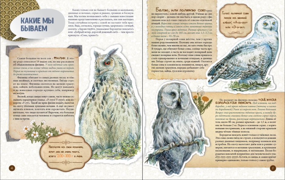 Сова с книгой