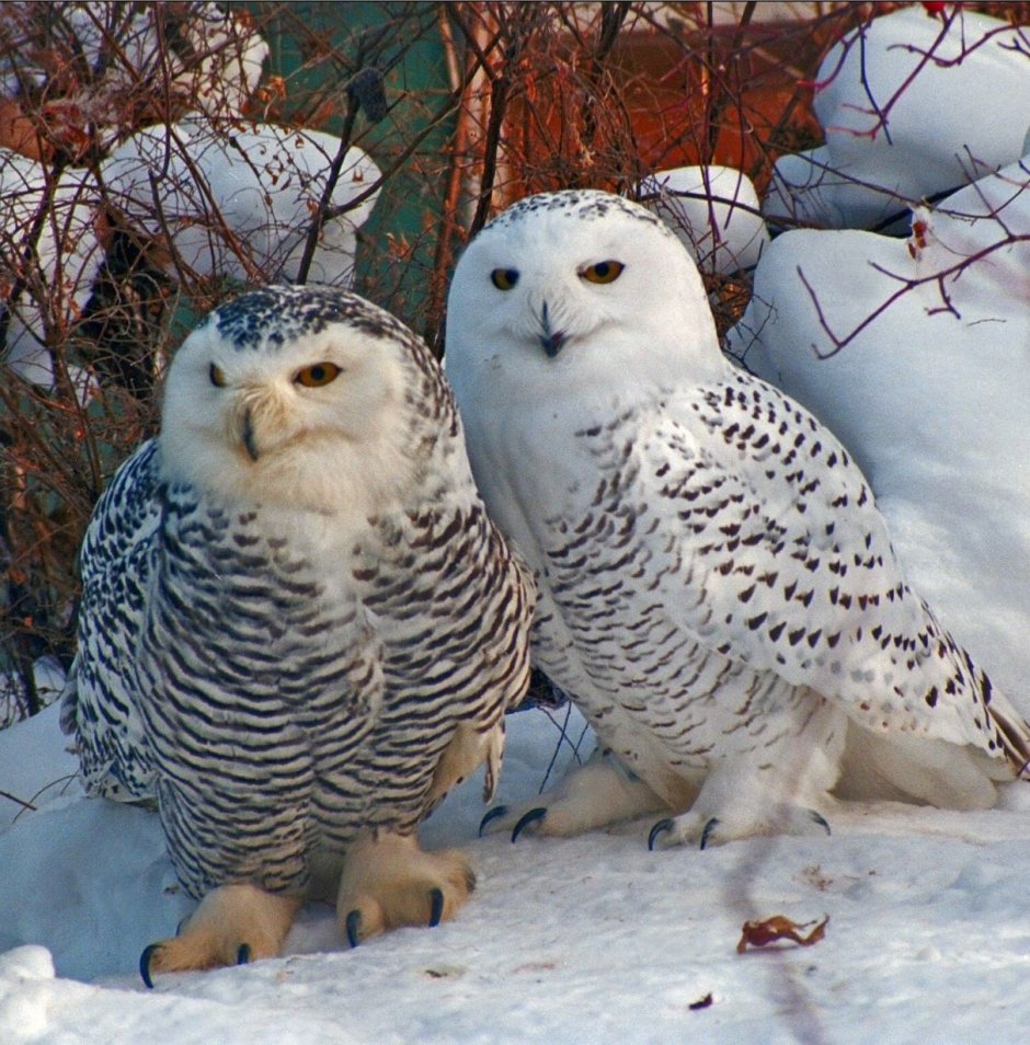 Сова ЯНАО