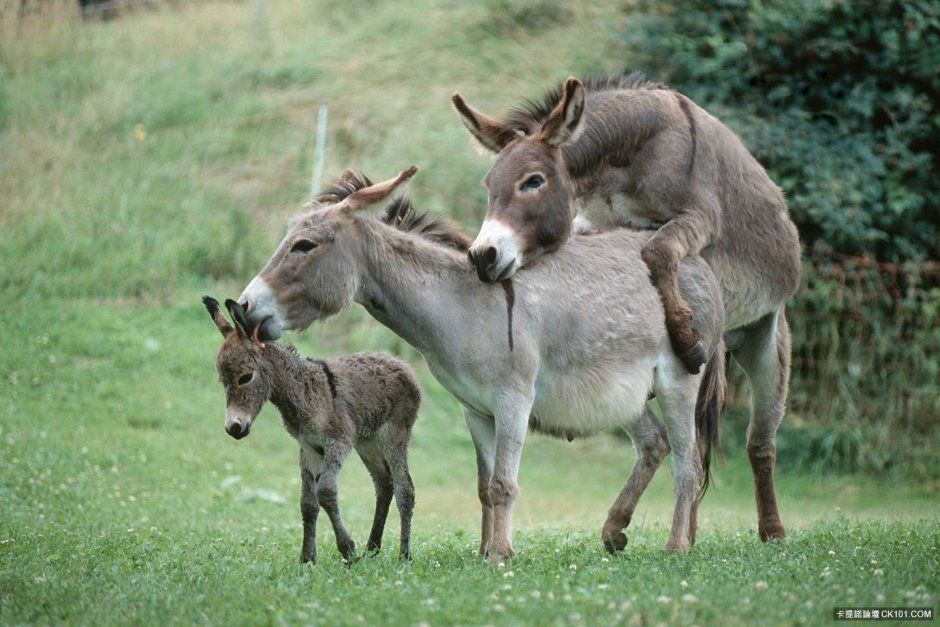 Equus suessenbornensis