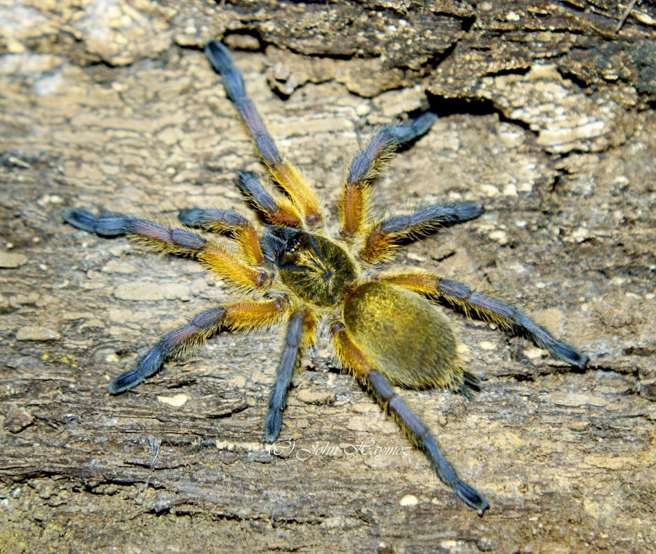 Паук-птицеед Harpactira pulchripes