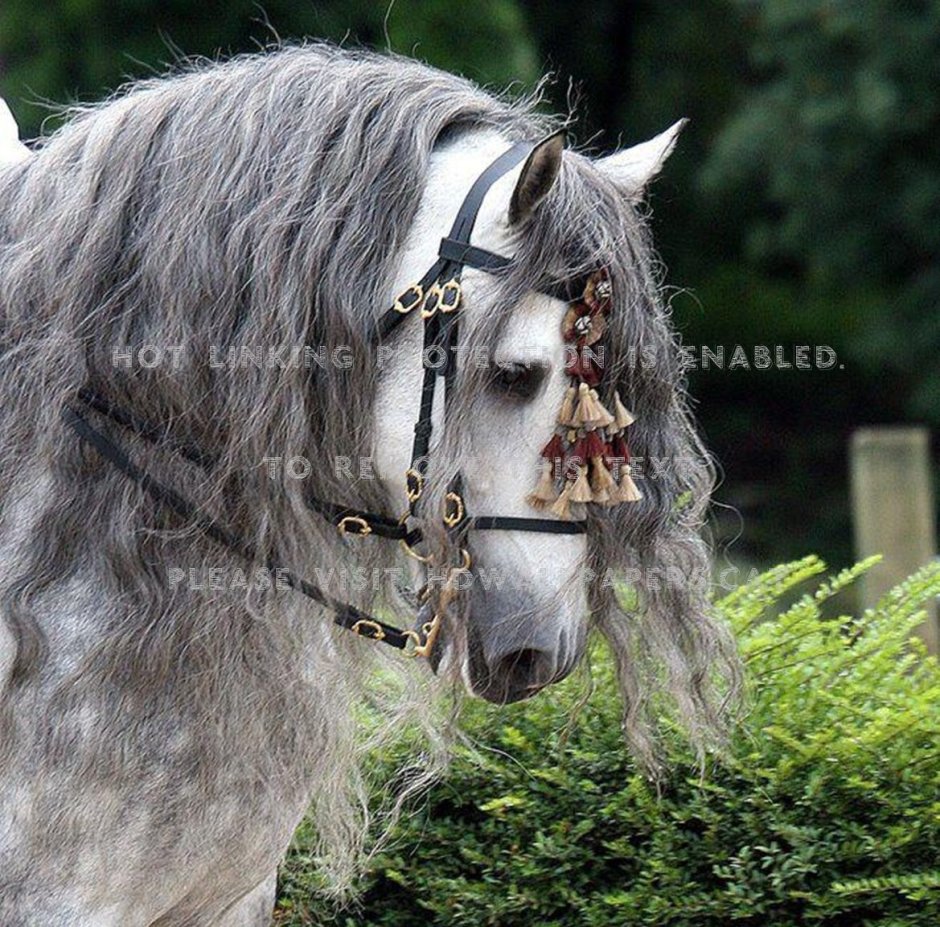 Как выглядит слепая маленькая лошадка Horse