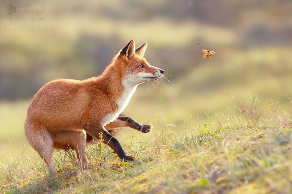Red Fox актриса Лисичка